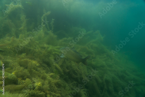 carp under water image, fish photography, under water photography, austrian lake wildlife © FitchGallery