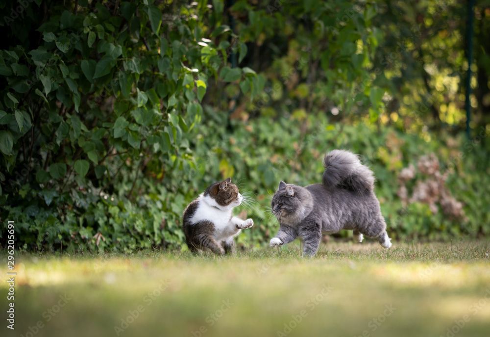 Obraz premium two playful cats outdoors in nature running on grass playing with each other