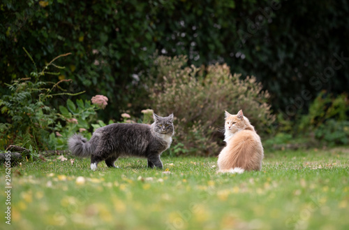 two young maine coon cats outdoors in garden looking at camera