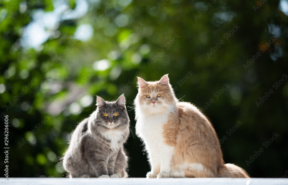 two fluffy maine coon cat siblings sitting outdoors in nature in sunlight looking at camera