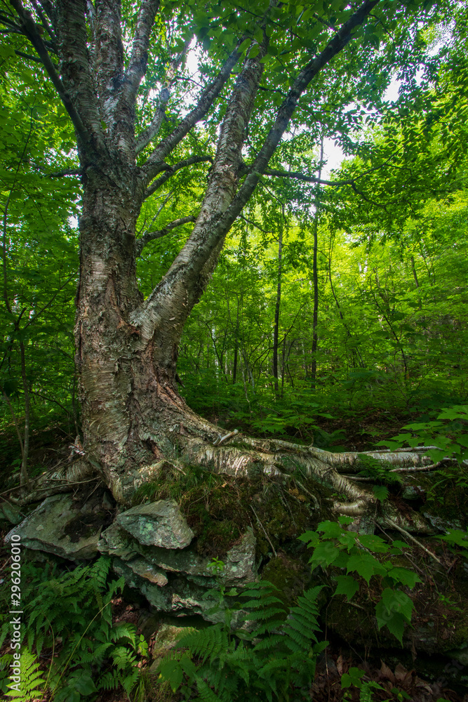 Old birch tree in romantically lit forest Old birch tree in romantically lit forest