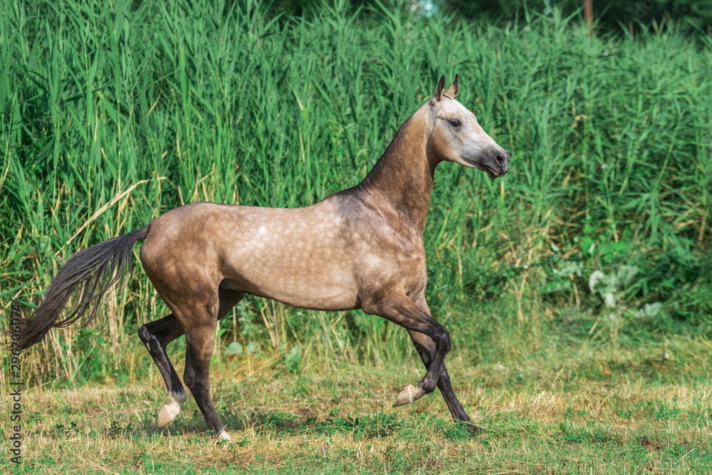 Fototapeta premium Buckskin akhal teke breed horse runs in the field near long water grass.