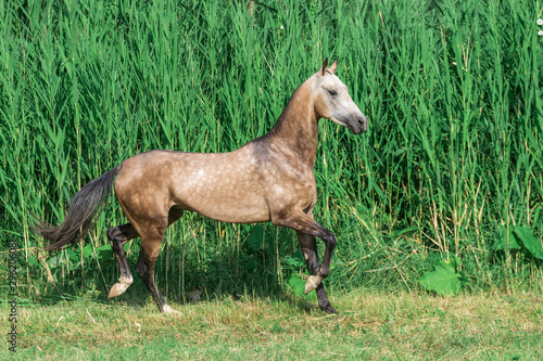 Buckskin akhal teke breed horse runs in the field near long water grass.