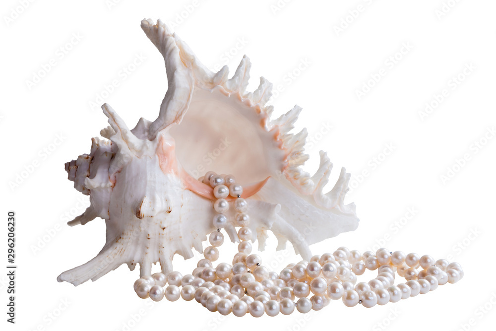 Obraz premium sea shell with pearlisolated on white background