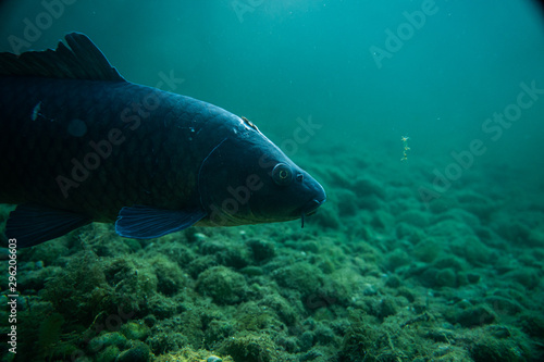carp under water close up image  fish close up macro photography  