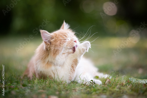 cream tabby ginger maine coon cat lying on grass grooming licking it's paw outdoors in the back yard with closed eyes photo