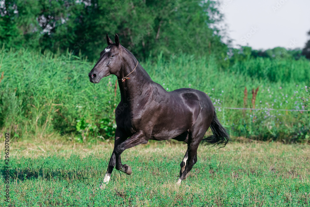 Black akhal teke breed horse runs in the field near long water grass.