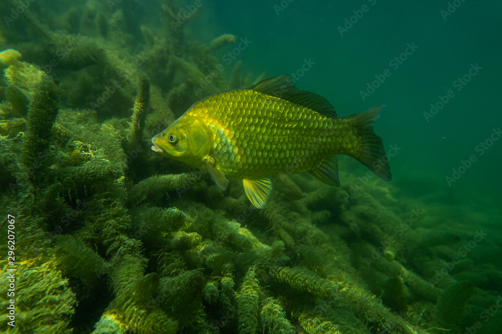 carp under water image, fish photography, under water photography, austrian lake wildlife carp under water image, fish photography, under water photography, austrian lake wildlife