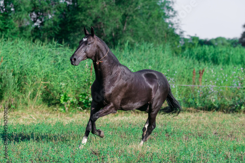 Black akhal teke breed horse runs in the field near long water grass. © arthorse