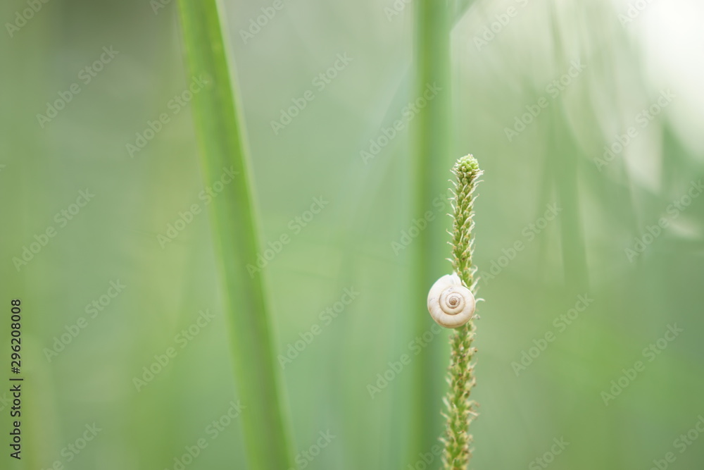 white snail shell on green grass, soft selective focus. white snail shell on green grass, soft selective focus.