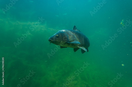 carp under water image  fish photography  under water photography  austrian lake wildlife