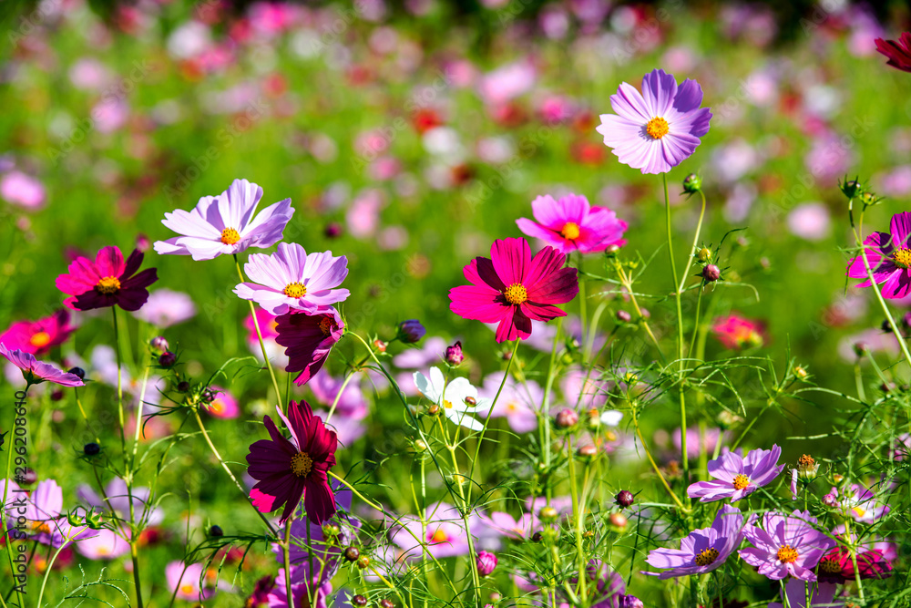 Obraz premium 農業公園のコスモス