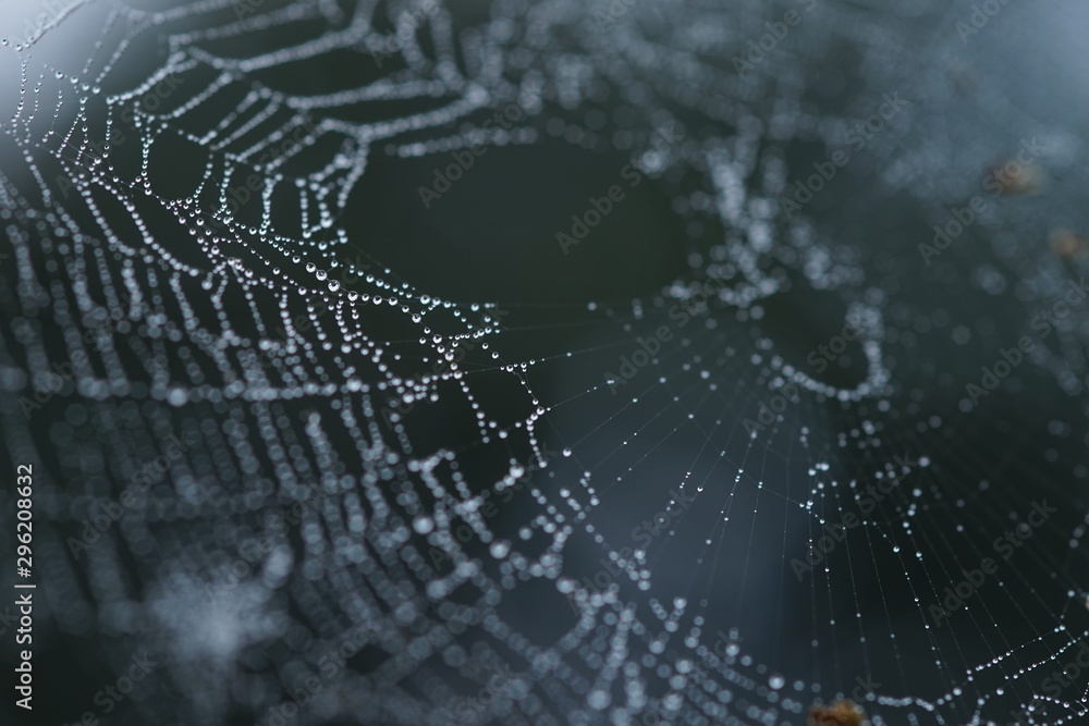 spider web in droplets of rain, macro image - obrazy, fototapety, plakaty 