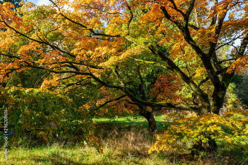 Autumn Acer photo