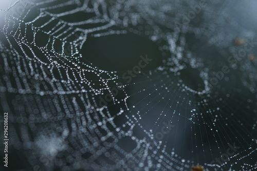 spider web in droplets of rain, macro image