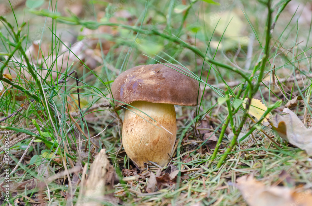 Bay bolete in autumn forest Bay bolete in autumn forest