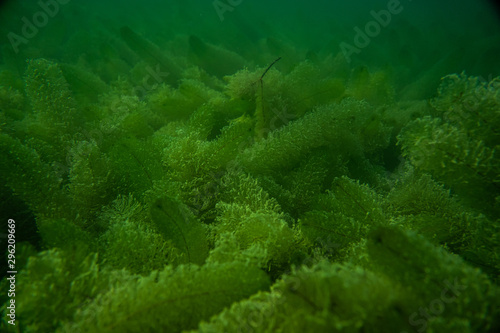 underwater photogarphy in austria photo