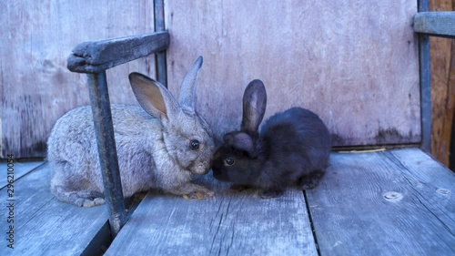 Two adorable fluffy baby rabbits - a gray bunny and a black bunny on the farm. Concept cute beautiful animals. Breeding rabbits, rabbit farm. Contact zoo with bunny and pets. Close-up.