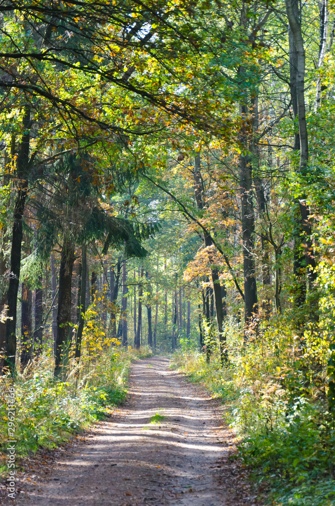 Forest path in autumn Forest path in autumn
