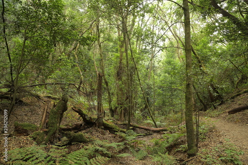 Las Creces del Parque Nacional de Garajonay  La Gomera