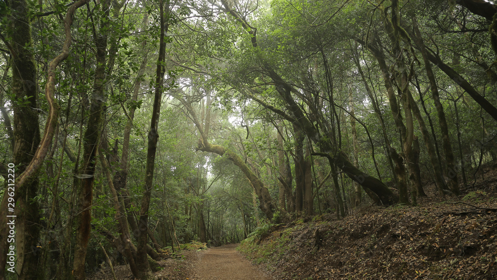 Fototapeta premium Las Creces del Parque Nacional de Garajonay, La Gomera