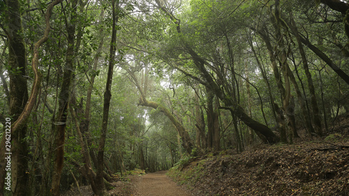 Las Creces del Parque Nacional de Garajonay, La Gomera