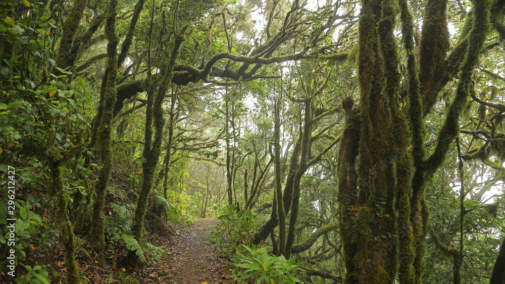 Las Creces del Parque Nacional de Garajonay, La Gomera Las Creces del Parque Nacional de Garajonay, La Gomera