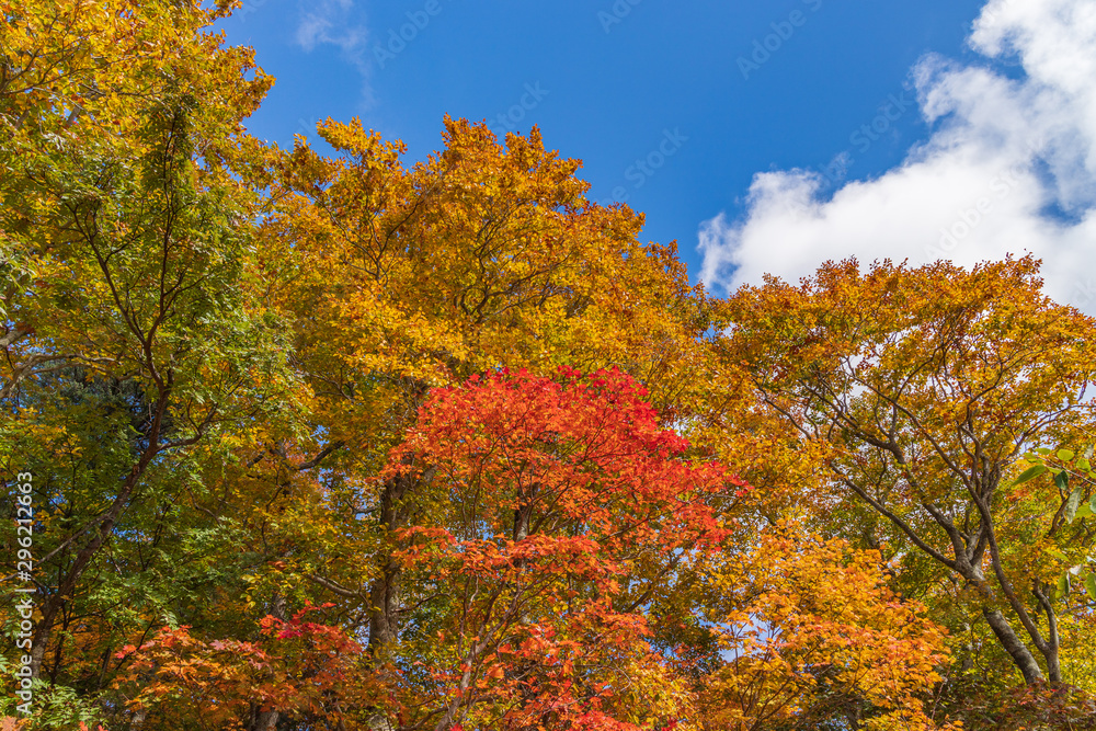 Towada Hachimantai National Park in early autumn Towada Hachimantai National Park in early autumn