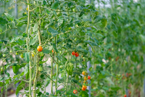 Modern tomato organic farm with soft focus background