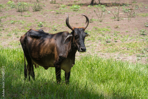Fototapeta Naklejka Na Ścianę i Meble -  Thin bull under the shade of a tree on a farm in Colombia.’