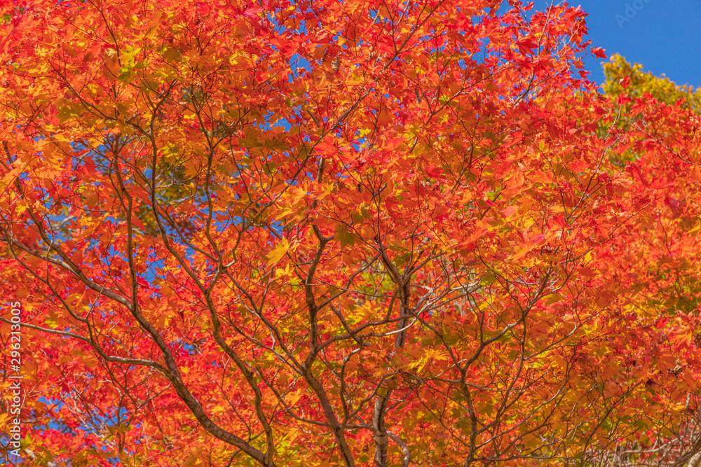 Towada Hachimantai National Park in early autumn Towada Hachimantai National Park in early autumn