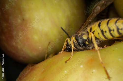 super macro photography of wasps on apples, Wesp eats some apple macro photography © FitchGallery