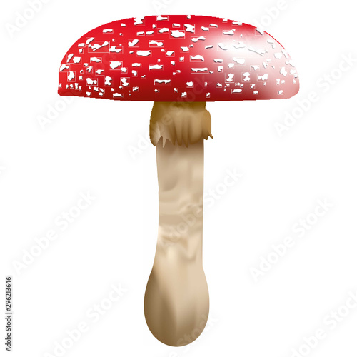 Fliegenpilz Vektor Grafik, Amanita muscaria