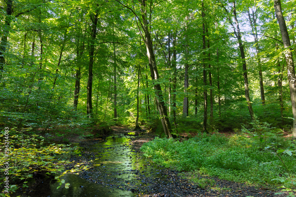 Obraz premium A beautiful autumn forest in Germany. The sun shines through the leaves and a stream meanders through the dream forest.