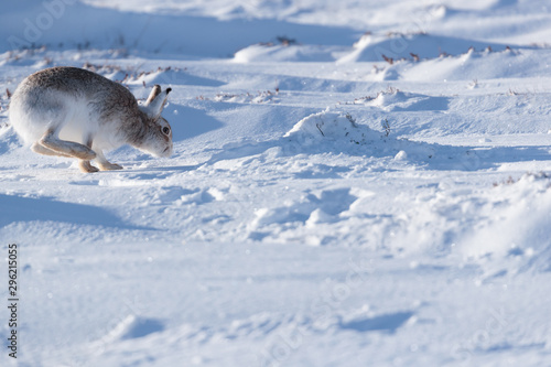 Mountain hare on snow covered mountain © jamie