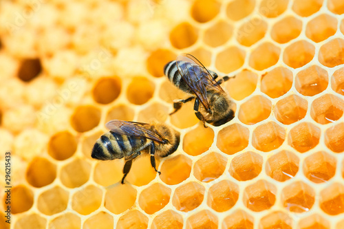 Macro photo of a bee hive on a honeycomb with copyspace. Bees produce fresh, healthy, honey. © Aleksandr Rybalko