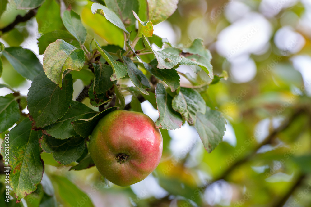 A single red apple hanging in a tree. The apple has some green on it and is shiny. The leaves are rich green with some yellow. A single red apple hanging in a tree. The apple has some green on it and is shiny. The leaves are rich green with some yellow.