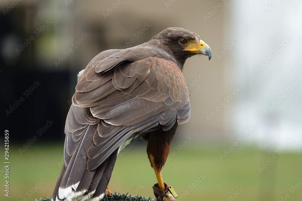 Obraz premium A young falcon observing her surroundings