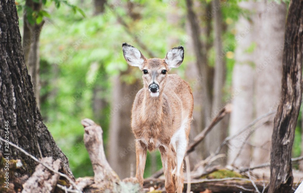 Fototapeta premium Deer in the Woods
