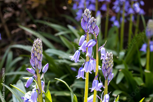 group blue Hyacinthoides flowers blooming in garden house photo