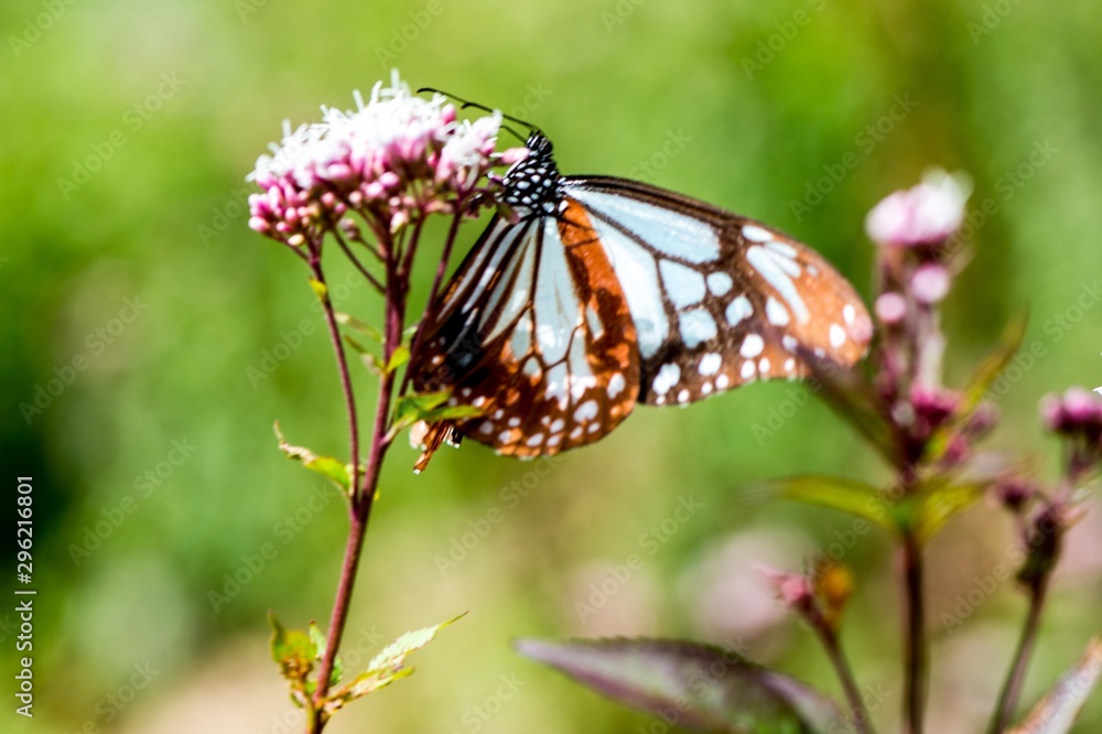 Fototapeta premium アサギマダラ