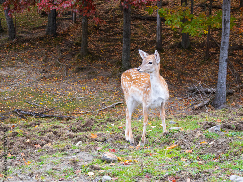 A small loan deer in the woods
