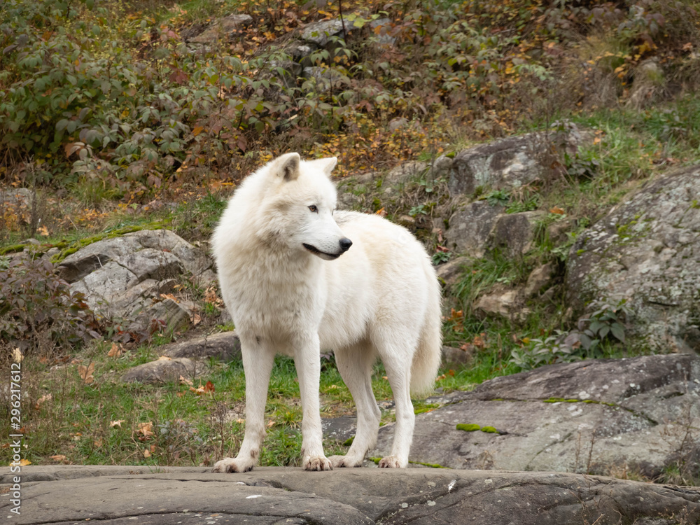 Fototapeta premium An Arctic Wolf in nature