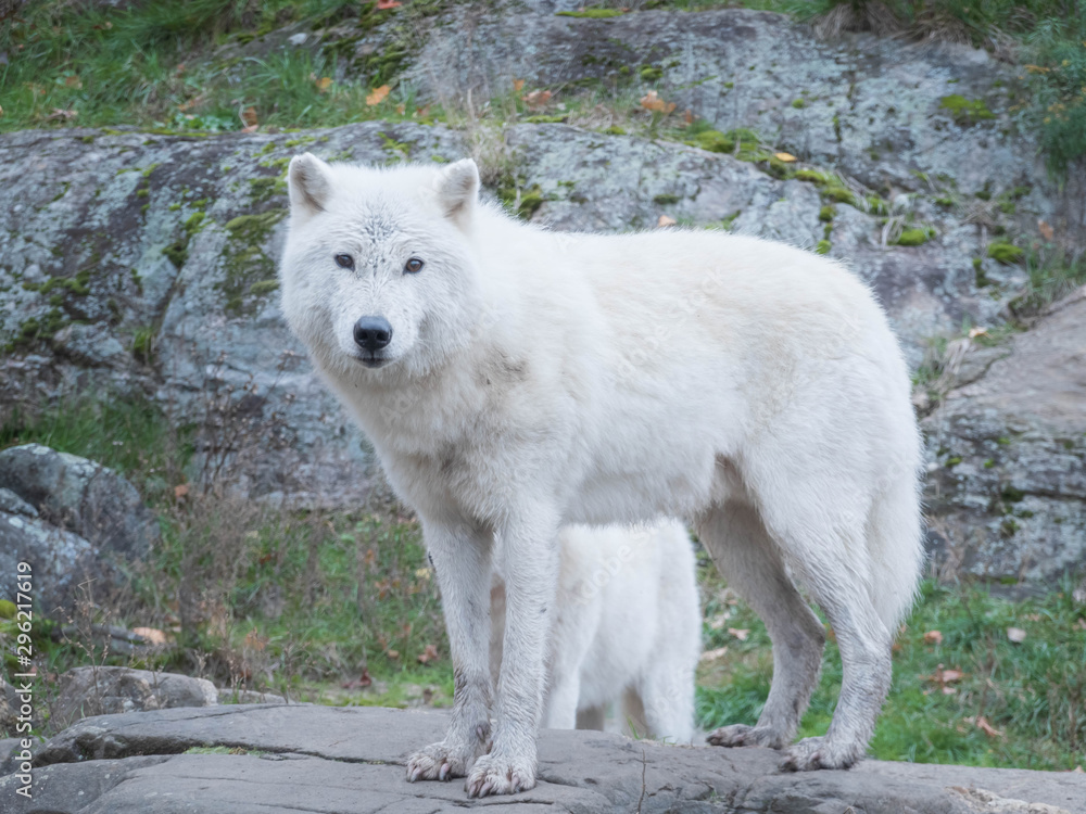 An Arctic Wolf in nature