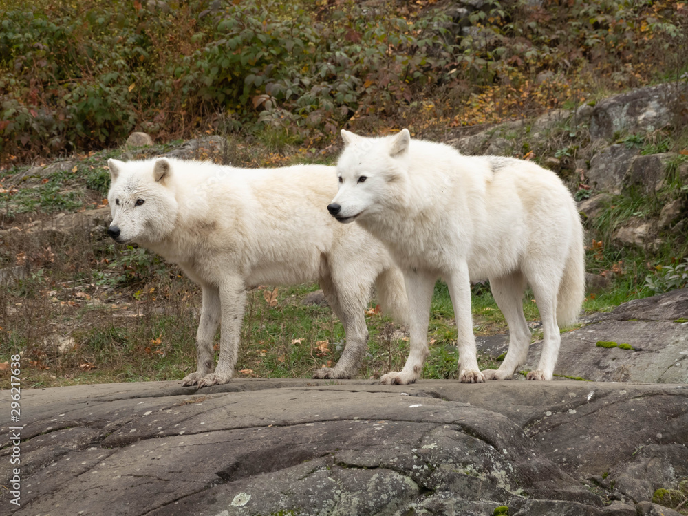 An Arctic Wolf in nature