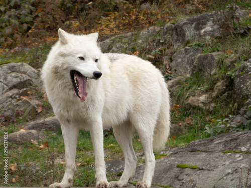 An Arctic Wolf in nature