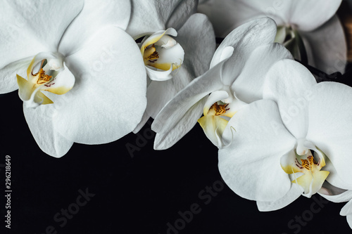 White orchids on the background of the school board