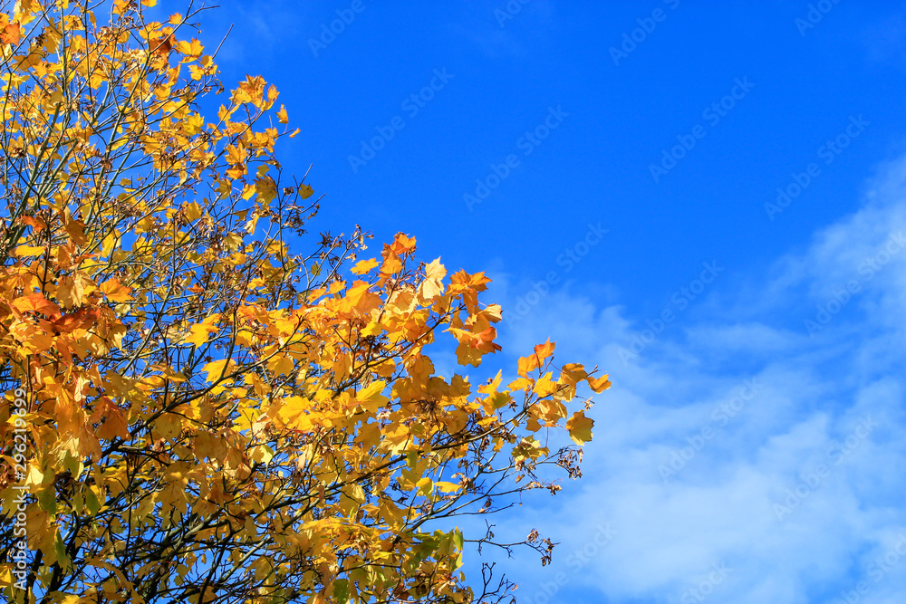 Golden leaves isolated on blue cloudy sky, autumn concept