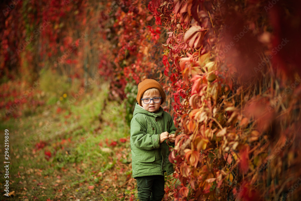 beautiful boy with glasses on the background of autumn nature near wild grapes looks carefully through the fence beautiful boy with glasses on the background of autumn nature near wild grapes looks carefully through the fence
