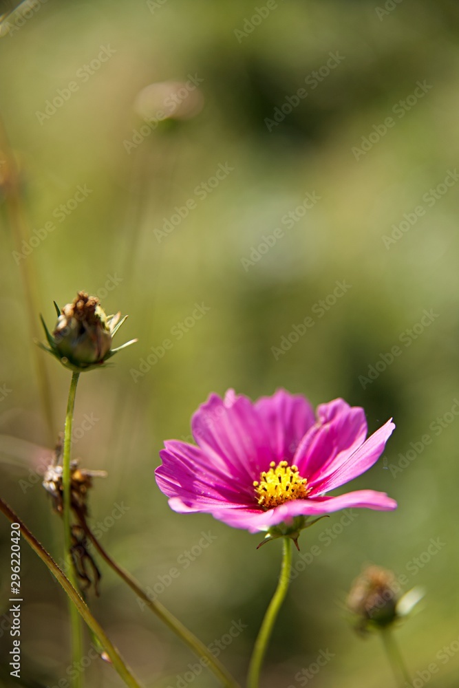 Cosmos fleur Cosmos fleur